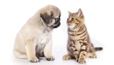 Can Dogs Mate Cats 3 Reasons Why Dogs and Cats Cannot Mate With Each Other