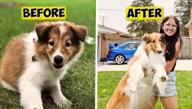 Meet Ruby The Rough Collie From Illinois