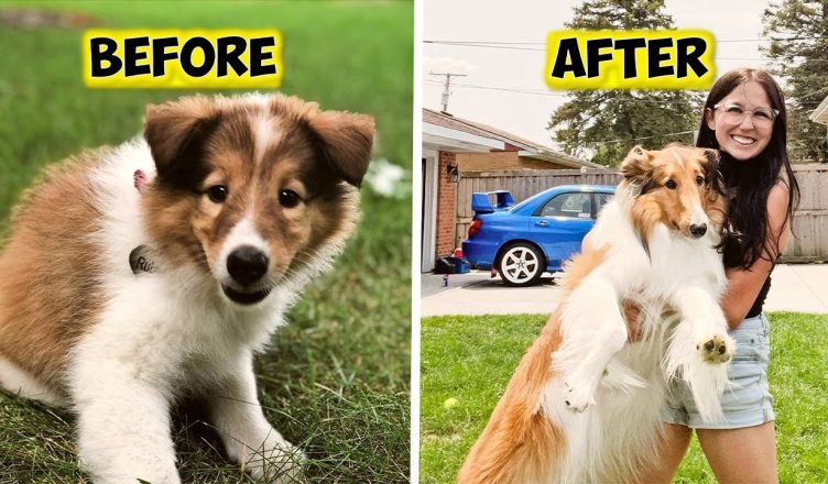 Meet Ruby The Rough Collie From Illinois