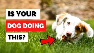 Why Do Dogs Eat Grass? 5 Reasons Why Dogs Love Grazing on The Lawn