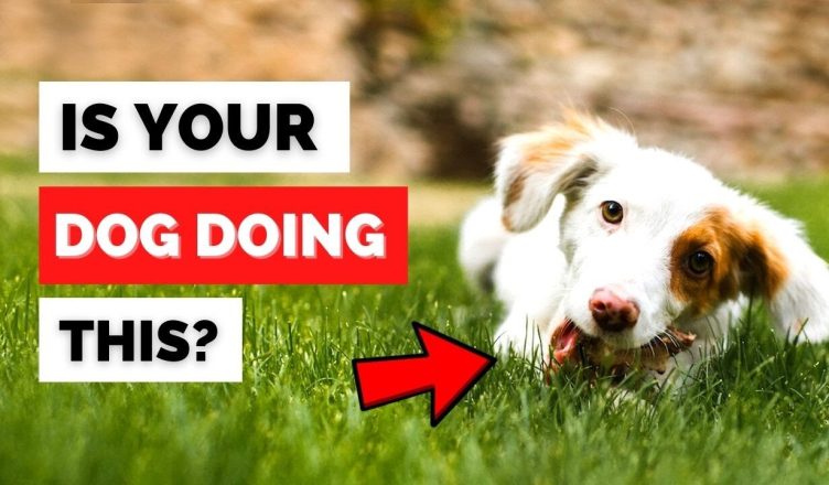 Why Do Dogs Eat Grass? 5 Reasons Why Dogs Love Grazing on The Lawn