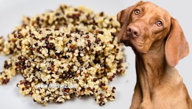 Can Dogs Eat Quinoa? 8 Major Health Benefits of Feeding This Superfood to Dogs