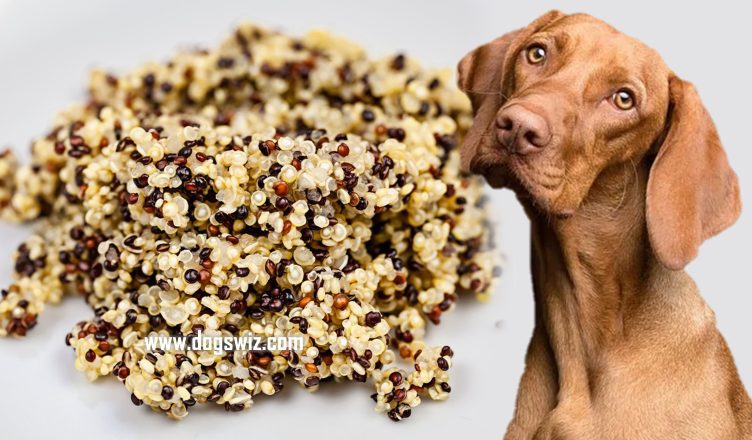 Can Dogs Eat Quinoa? 8 Major Health Benefits of Feeding This Superfood to Dogs