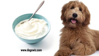 Can Dogs Eat Yogurt? Why Yogurt Is Good for Dogs and What to Look Out For…