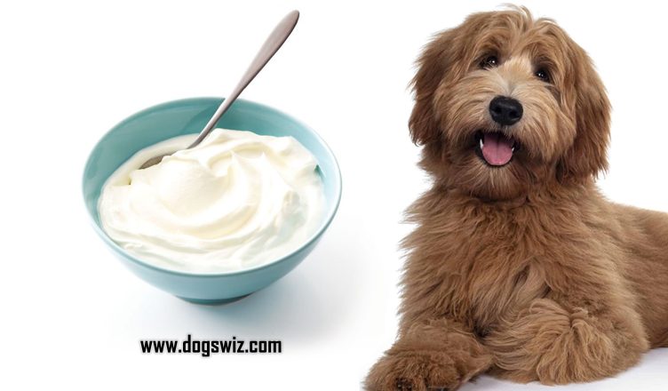 Can Dogs Eat Yogurt? Why Yogurt Is Good for Dogs and What to Look Out For…