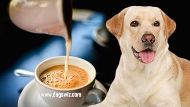 Can Dogs Drink Tea? Yes, But Read This Before Sharing a Cup with Your Dog