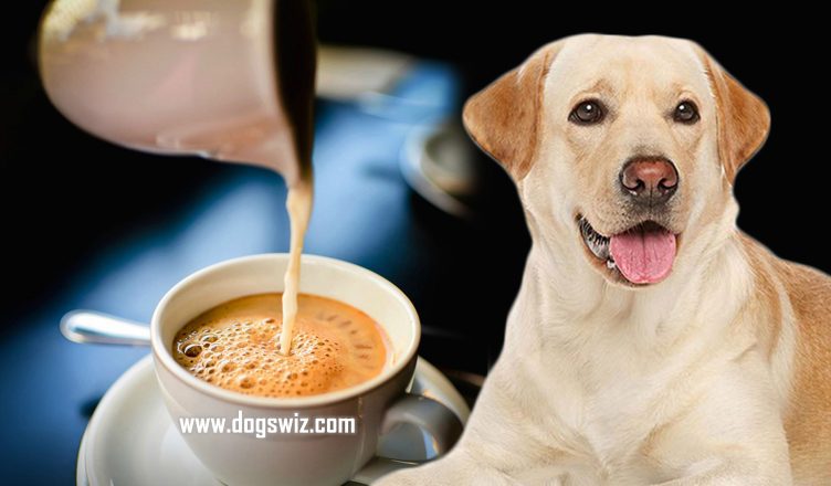 Can Dogs Drink Tea? Yes, But Read This Before Sharing a Cup with Your Dog