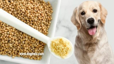 Can Dogs Eat Mustard? No, Here's Why Mustard Is Dangerous for Dogs