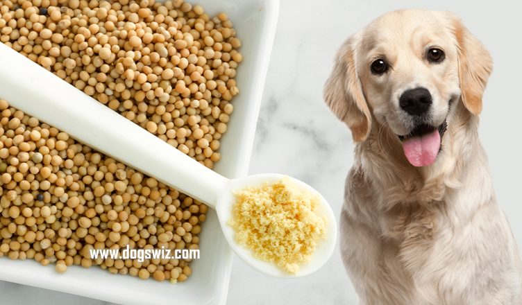 Can Dogs Eat Mustard? No, Here's Why Mustard Is Dangerous for Dogs