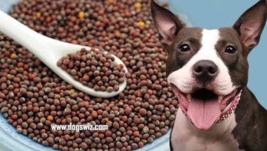 Can Dogs Eat Mustard Seeds? No! This Is What Happens to Dogs When They Eat Mustard Seeds