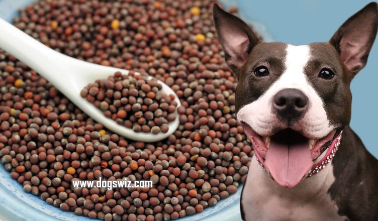 Can Dogs Eat Mustard Seeds? No! This Is What Happens to Dogs When They Eat Mustard Seeds