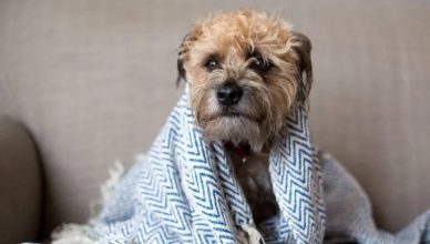 Can Dogs Get The Flu From Humans? Here’s How You Can Protect Your Dog This Flu Season