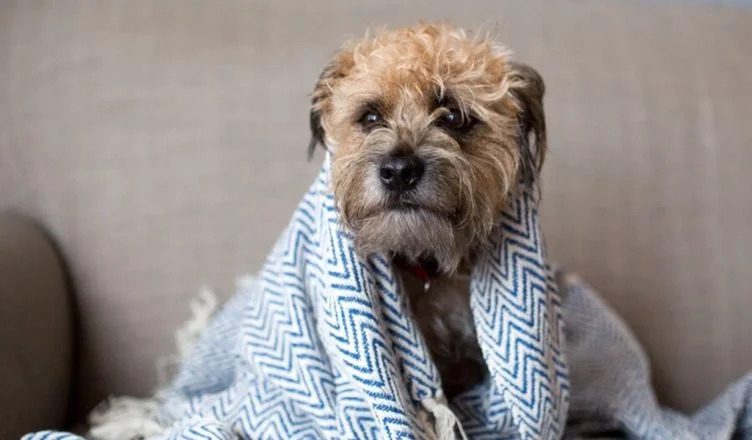 Can Dogs Get The Flu From Humans? Here’s How You Can Protect Your Dog This Flu Season