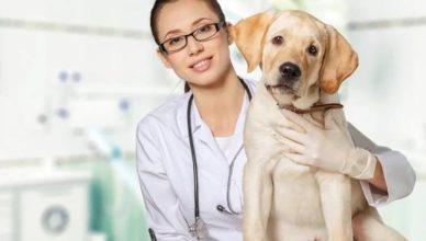 Can Dogs Get Flu Shots? Yes, But You Should Consider These Things First