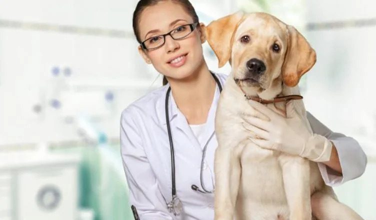 Can Dogs Get Flu Shots? Yes, But You Should Consider These Things First