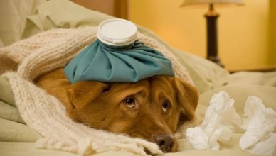 Can Dogs Get Stomach Flu? Should You Be Worried about Your Dog’s Stomach Flu Symptoms?