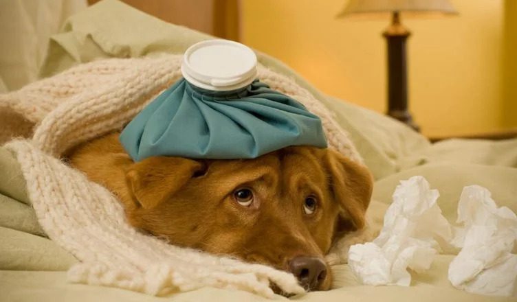 Can Dogs Get Stomach Flu? Should You Be Worried about Your Dog’s Stomach Flu Symptoms?