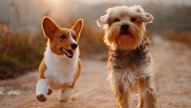 Can Dogs Talk To Each Other? Here’s How Your Dog Communicates With Other Dogs