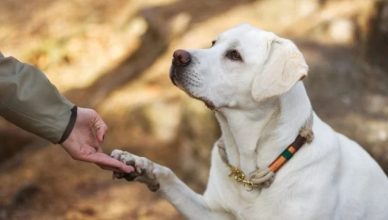 How To Teach Your Dog To Talk? Follow These 10 Steps (100% Working)