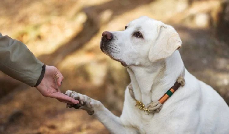 How To Teach Your Dog To Talk? Follow These 10 Steps (100% Working)