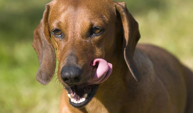 Why Do Dogs Eat Their Own Poop? 5 Possible Causes And Tips To Break The Habit