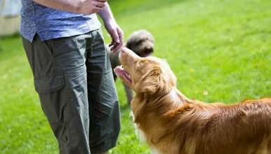 How Can You Stop Your Dog From Eating Poop? 6 Tried And Tested Methods To Get Rid Of Your Dog's Poop Eating Habit
