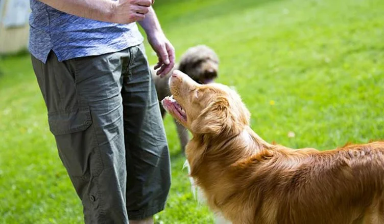 How Can You Stop Your Dog From Eating Poop? 6 Tried And Tested Methods To Get Rid Of Your Dog's Poop Eating Habit