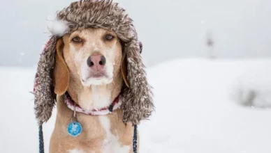 Why Do Dogs Eat Poop In Winter? Here Are Two Most Popular Theories