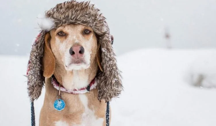 Why Do Dogs Eat Poop In Winter? Here Are Two Most Popular Theories