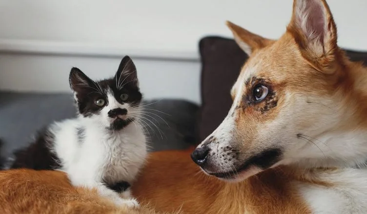 Why Do Dogs Eat Cat Poop? Is This Behavior Normal? Find Out All About It