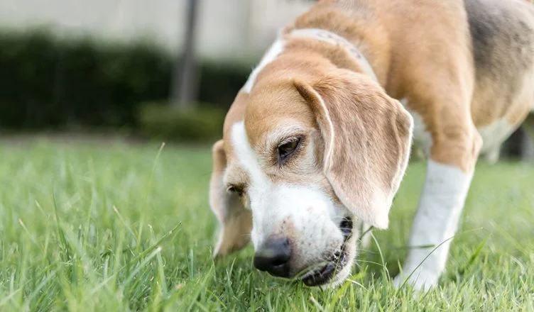 Why Do Dogs Eat Grass And Vomit? Here's Why Your Dog Throws Up After Eating Some Grass