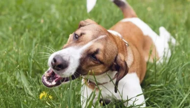 Why Do Dogs Eat Grass When Sick? Should You Be Worried?