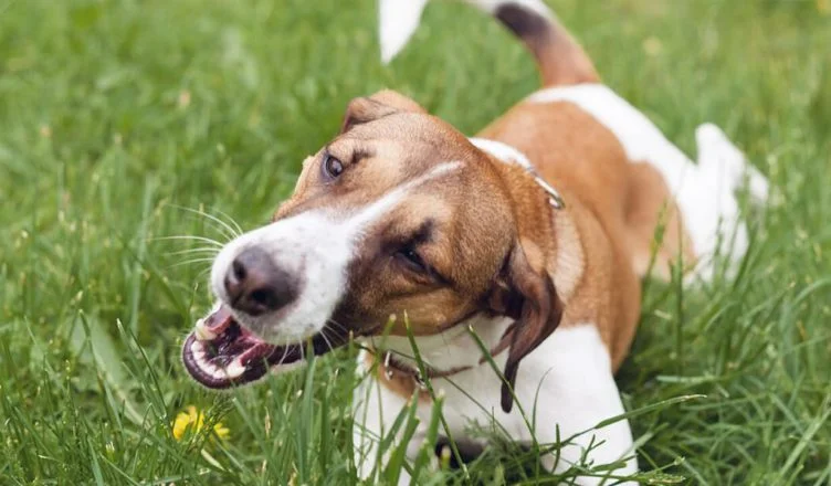 Why Do Dogs Eat Grass When Sick? Should You Be Worried?