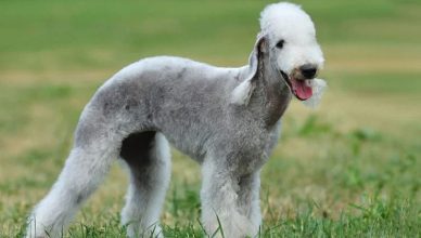 Are Bedlington Terriers Good With Children? Yes. Here Are 10 Reasons Why Bedlington Terriers Make Great Family Dogs!