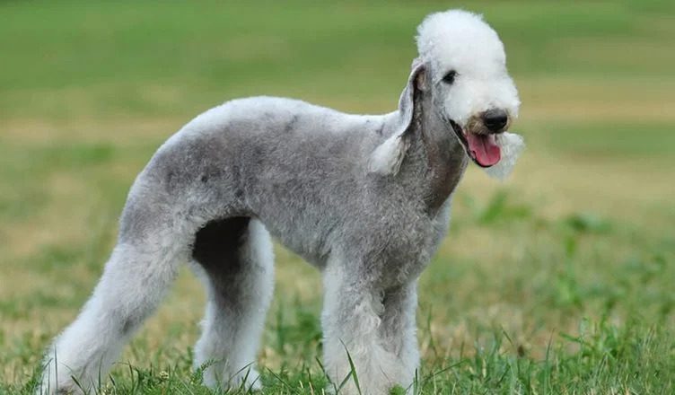 Are Bedlington Terriers Good With Children? Yes. Here Are 10 Reasons Why Bedlington Terriers Make Great Family Dogs!
