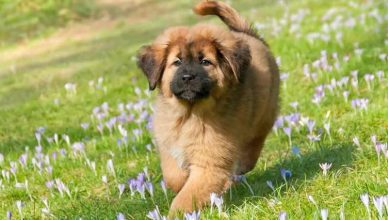 How To Train A Tibetan Mastiff Puppy? (10 Tried And Tested Tricks)