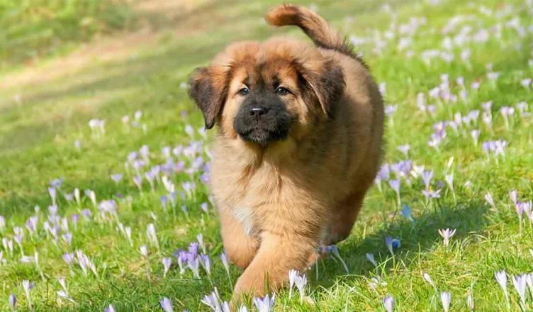 How To Train A Tibetan Mastiff Puppy? (10 Tried And Tested Tricks)