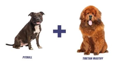 Tibetan Mastiff And Pitbull Mix: Here’s Why Pitbull Mastiff Is The Perfect Breed For You