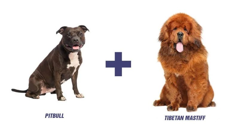 Tibetan Mastiff And Pitbull Mix: Here’s Why Pitbull Mastiff Is The Perfect Breed For You