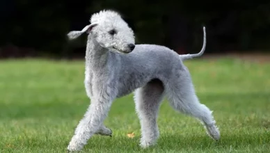 Bedlington Terrier Health Issues: 5 Common Health Problems That Bedlington Terriers Are Prone To