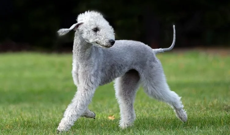 Bedlington Terrier Health Issues: 5 Common Health Problems That Bedlington Terriers Are Prone To