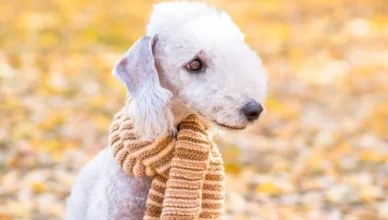 Bedlington Terrier Haircut: 10 Easy Steps To Get The Classic Bedlington Terrier Look!