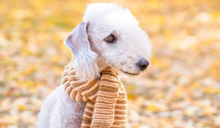 Bedlington Terrier Haircut: 10 Easy Steps To Get The Classic Bedlington Terrier Look!