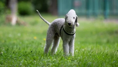 How Much Does A Bedlington Terrier Cost? Here Are All The Important Expenses You Need To Consider