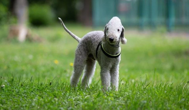 How Much Does A Bedlington Terrier Cost? Here Are All The Important Expenses You Need To Consider