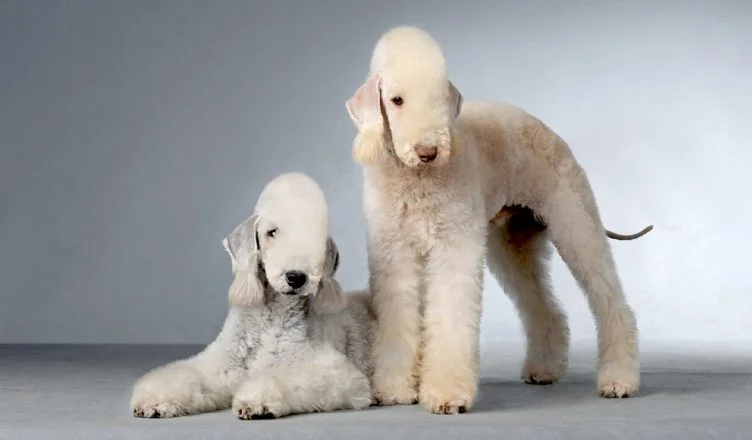 What Do Bedlington Terriers Look Like? (Height, Weight, Coat, and Colors)