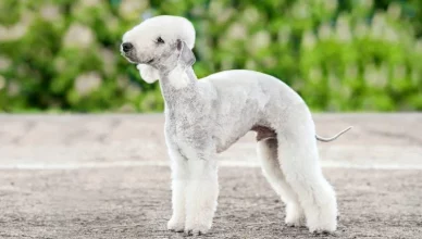 How To Groom A Bedlington Terrier? 10 Effective Ways Of Grooming Your Bedlington Terrier Dog