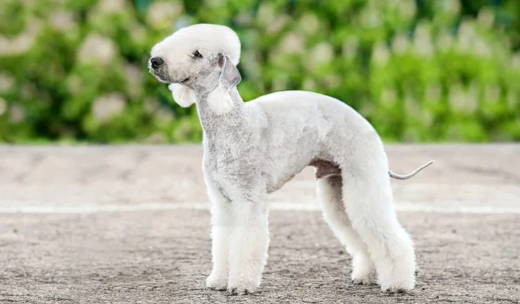 How To Groom A Bedlington Terrier? 10 Effective Ways Of Grooming Your Bedlington Terrier Dog