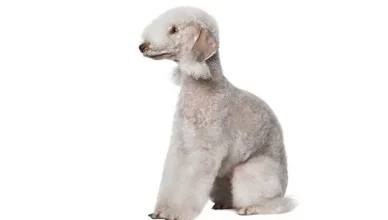 Are Bedlington Terriers Hypoallergenic? Yes, But Read This First