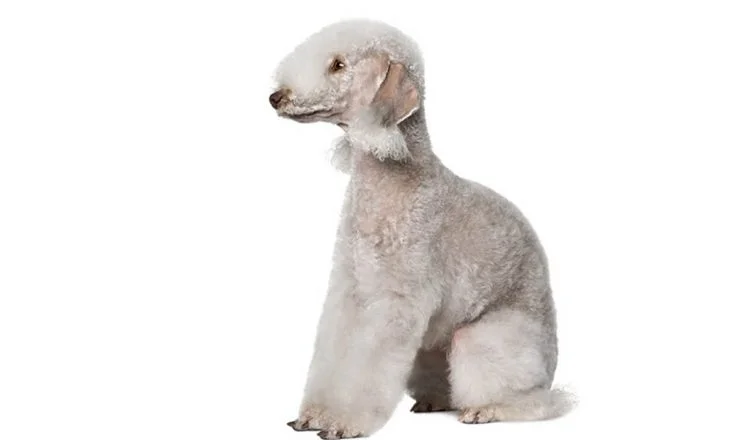 Are Bedlington Terriers Hypoallergenic? Yes, But Read This First
